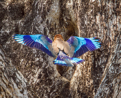 4 Nights 5 Days Bardia Jungle Safari Tour